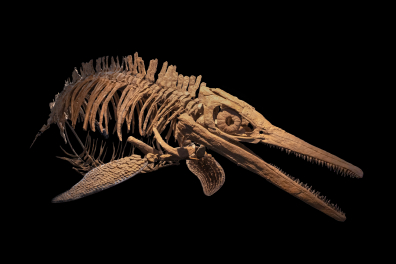 Ichtyosaure - Squelette entier (Ichthyosaurus sp.)